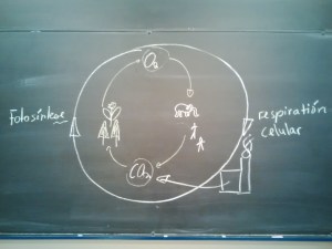 Sauerstoffkreislauf :D